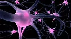 curso estagios neurociencia Tech Universidad