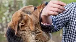 cursos pericia contencioso administrativa veterinaria Tech Universidad