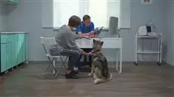 especializacion marketing centros veterinarios TECH Global University