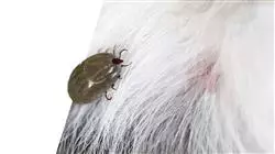 estagio doencas infecciosas pequenos animais Tech Universidad