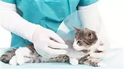 estagio medicina cirurgia felinos Tech Universidad