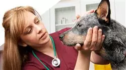 estagio neurologia pequenos animais Tech Universidad