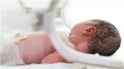 estagios mestrado proprio nutricao clinica pediatria enfermeiros enfermagem Tech Universidad