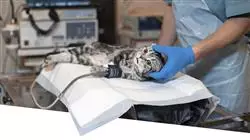 estudiar anestesiologia veterinaria Tech Universidad