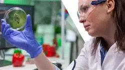 estudiar bromatologia alimentaria TECH Global University