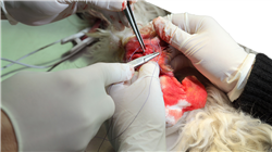estudiar cirugia veterinaria pequenos animales Tech Universidad