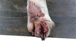 estudiar enfermedades infecciosas pequenos animales Tech Universidad