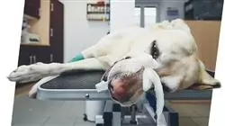 estudiar fisioterapia rehabilitacion pequenos animales Tech Universidad