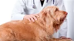 etudier bien etre animal Tech Universidad