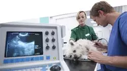 etudier echographie petits animaux Tech Universidad