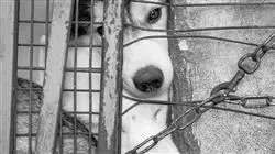 formacion pericia laboral veterinaria TECH Global University