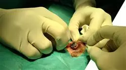 internship course minimally invasive veterinary surgery samll animals Tech Universidad