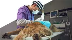 internship course veterinary surgery small animals Tech Universidad
