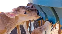 maestra bienestar animal Tech Universidad