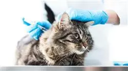 maestria enfermedades infecciosas pequenos animales Tech Universidad