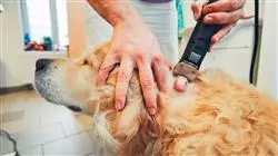 maestria medicina interna pequenos animales Tech Universidad