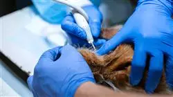 maestria nutricion veterinaria Tech Universidad