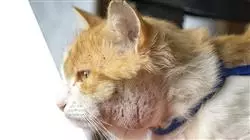 maestria oncologia veterinaria pequenos animales Tech Universidad
