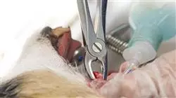 master degree veterinary dentistry Tech Universidad
