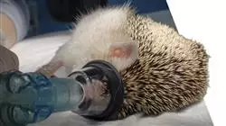 master medicina chirurgia animali esotici Tech Universidad