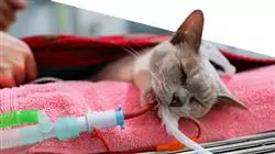 master medicina veterinaria urgenza animali piccola taglia Tech Universidad