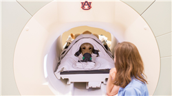 master neurologia animali piccola taglia Tech Universidad