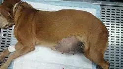 master privato dermatologia animali piccola taglia Tech Universidad