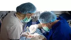 master tirocinio endodonzia microchirugia apicale Tech Universidad