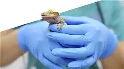 master tirocinio medicina chirurgia animali esotici Tech Universidad