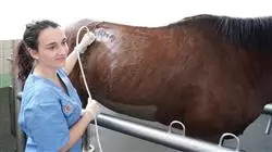 master tirocinio medicina interna specie grossa taglia Tech Universidad