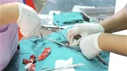 master tirocinio medicina veterinaria urgenza animali piccola taglia Tech Universidad