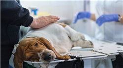 master tirocinio neurologia animali piccola taglia Tech Universidad