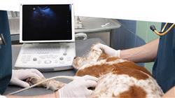 master veterinary radiology small animals Tech Universidad