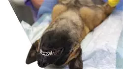 mestrado proprio anestesiologia veterinaria Tech Universidad