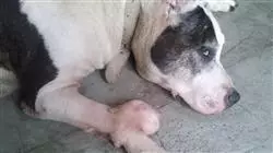 mestrado proprio dermatologia pequenos animais veterinaria br Tech Universidad