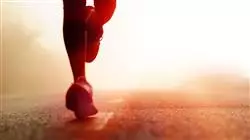 mestrado proprio nutricao esportiva terapeutica Tech Universidad