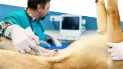 practicas ecografia pequenos animales Tech Universidad
