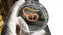 practicas enfermedades infecciosas servicio urgencias Tech Universidad