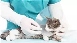 practicas medicina cirugia felina Tech Universidad