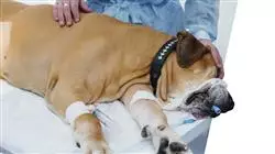 practicas presenciales dermatologia pequenos animales TECH Global University