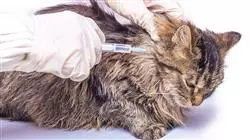 practicas profesionales dermatologia pequenos animales TECH Global University