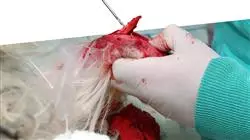 practicas traumatologia cirugia ortopedica veterinaria Tech Universidad