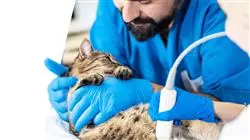 prasenzstudium berufliche praktiken infektionskrankheiten kleintieren veterinarmedizin Tech Universidad