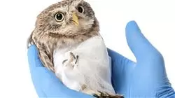 prasenzstudium medizin chirurgie vogeln Tech Universidad