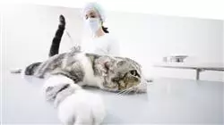 prasenzstudium veterinarmedizinische anasthesiologie Tech Universidad