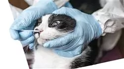 praxisorientierte ausbildung berufliche praktiken infektionskrankheiten kleintieren veterinarmedizin Tech Universidad