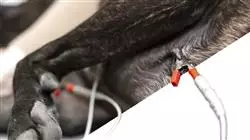 praxisorientierte ausbildung tierarztliche kardiologie kleintieren Tech Universidad