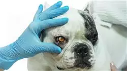praxisorientierte ausbildung tierarztliche ophthalmologie kleintieren Tech Universidad