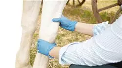 praxisorientierte ausbildung traumatologie orthopadische chirurgie veterinarmedizin Tech Universidad