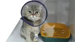 praxisorientierte ausbildung veterinarmedizinische anasthesiologie Tech Universidad